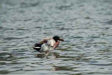 Nice young duck swiming on lake water in wild nature 