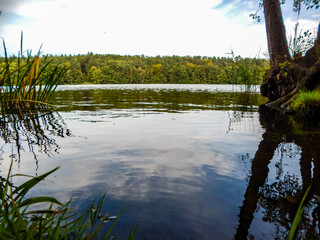 reflection of trees in the water