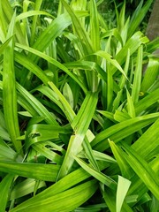 fresh green onions
