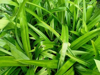 green grass background