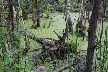Fototapeta premium swampy pond with mud in the swamp quagmire in the impenetrable forest