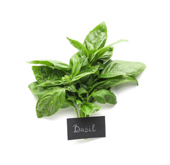 Fresh basil leaves on white background