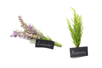 Rosemary and lavender sprigs on white background