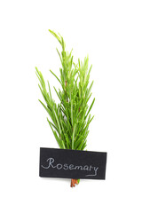 Fresh aromatic rosemary on white background