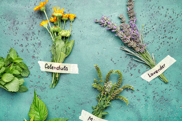 Composition with different fresh herbs on color background - obrazy, fototapety, plakaty