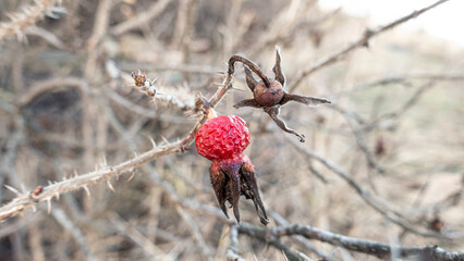 Rosehip berry close-up. Bright red fruit in winter.