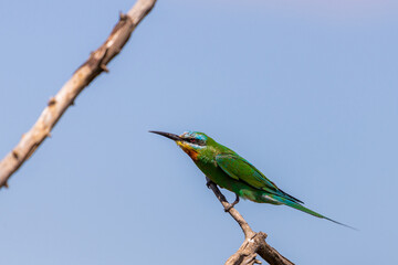 Close up of blue-cheeked bee-eater sitting on a branch of tree