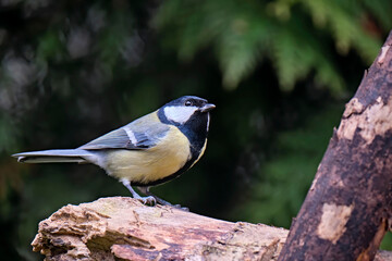 Obraz premium Kohlmeise ( Parus major ).