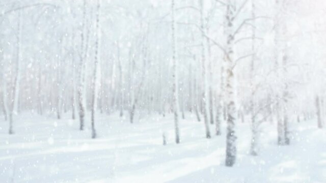 Fresh snow is falling on a blurred background of a frosty birch forest. Snowfall in winter with bright sun. Panoramic 4K video