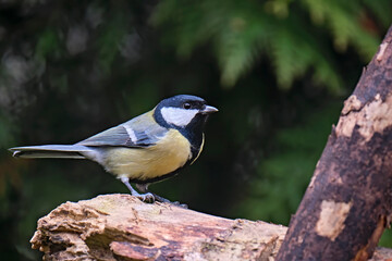 Kohlmeise ( Parus major ).