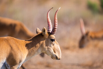 Male Saiga antelope or Saiga tatarica © rostovdriver