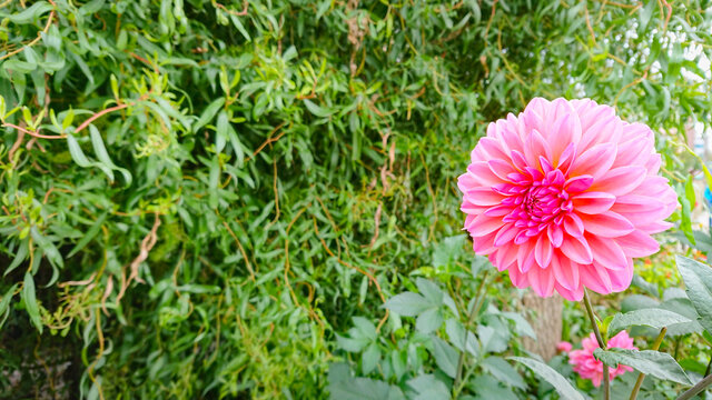 Beautiful pink astra on a green bush background