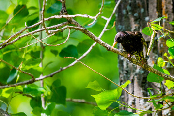 European starling on the branch