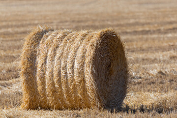 Straw bales or hay rolls on farmland field