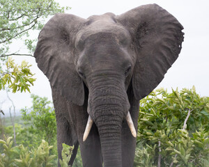 African elephant facing down camera in Kruger National Park, South Africa