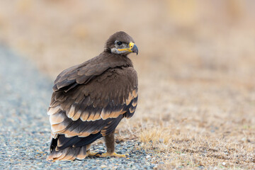Close up of nestling or young Steppe eagle or Aquila on a ground