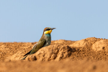 European bee-eater bird sit on ground