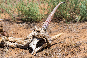 Saiga antelope or Saiga tatarica skull, corpse, dead body in desert