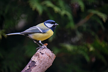 Kohlmeise ( Parus major ).