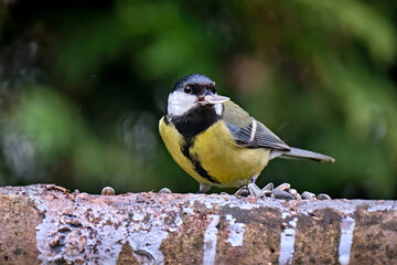 Kohlmeise ( Parus major ).