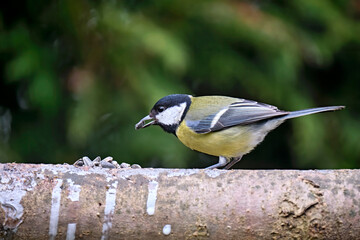 Kohlmeise ( Parus major ).
