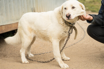 woman stroking a big white dog on a leash