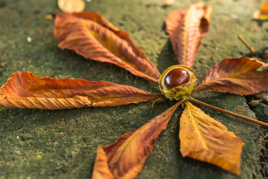 Close up of an autumn fallen horse chestnut leaf and conker lying on cement wall - Powered by Adobe