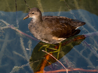 Young moorhen standing on branches under transparent water of lake