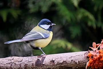 Kohlmeise ( Parus major ).