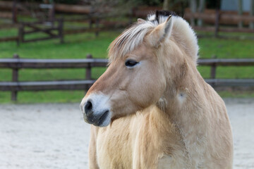 Fjord horse (close-up) I