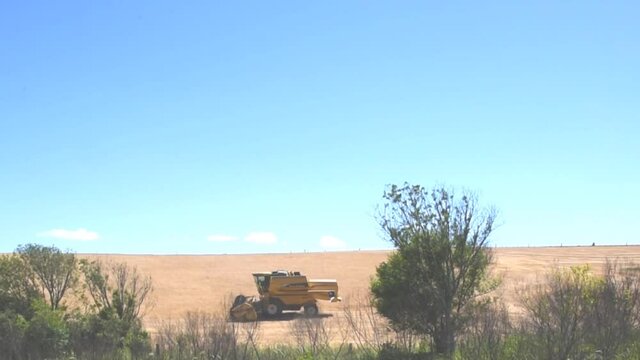 Self-propelled machine harvesting oat grains on plantation in Brazil