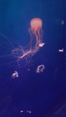 jellyfish © Umme