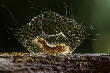 Start to metamorphosis