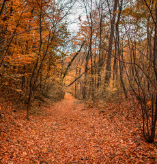 Fototapeta premium forrest