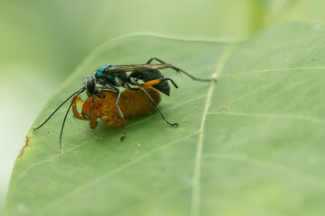 Beautiful Insect in nature