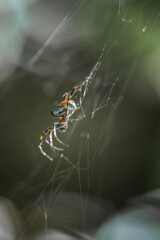 Spider on Web