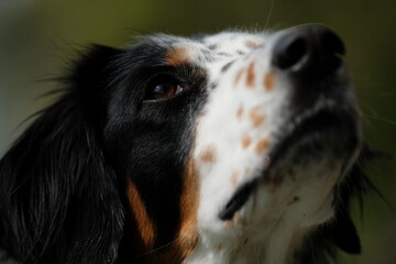 Portrait of beautiful tricolor dog