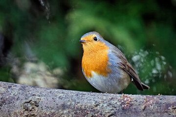 Rotkehlchen ( Erithacus rubecula ).