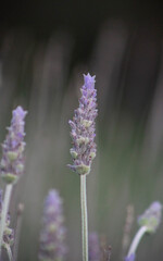 Close up a small branch of Lavender flowers in Autumn,With sunshine morning.Italy