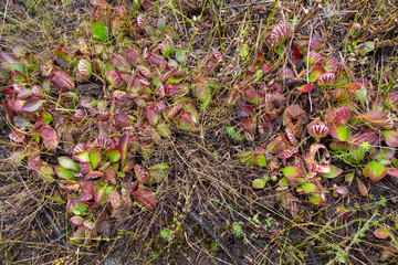 large clump of the carnivorous plant Cephalotus follicularis, the Albany Pitcher Plant found north of Denmark in Western Australia
