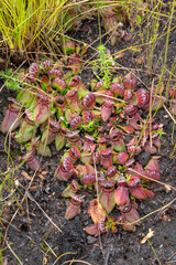 large clump of the carnivorous plant Cephalotus follicularis, the Albany Pitcher Plant found north of Denmark in Western Australia