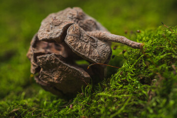 Still life. Coniferous tree cones lie on green moss- abstract background