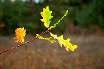 
autumn, leaf, maple, leaves, nature, tree, maple leaves, yellow, season, red, orange, isolated, color, plant, forest, foliage, bright, seasonal, colorful, branch, natural, golden autumn, green, oak, 