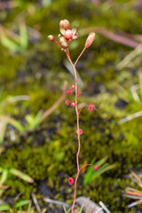 flower of Drosera microphylla seen on a granite rock close to Denmark in Western Australia, view from the side