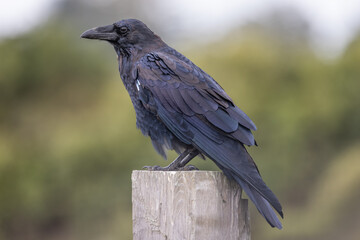 A Portrait of a Wild Raven in Northern California, USA - 402435603
