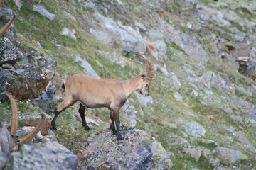 Ibex with big antlers in swiss mountains