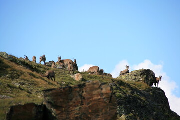 Ibex group in swiss mountains