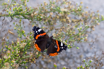 A selective focus of the red admiral butterfly (Vanessa atalanta, red admirable) dorsal view
