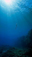 Fototapeta na wymiar Pipe fish in the blue