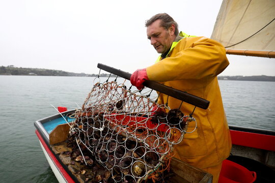 Oyster fisherman Adam Spargo dredges for oysters on his traditional, sail-powered boat "Mistress" in the Fal Estuary